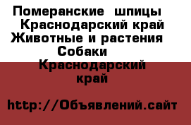 Померанские  шпицы - Краснодарский край Животные и растения » Собаки   . Краснодарский край